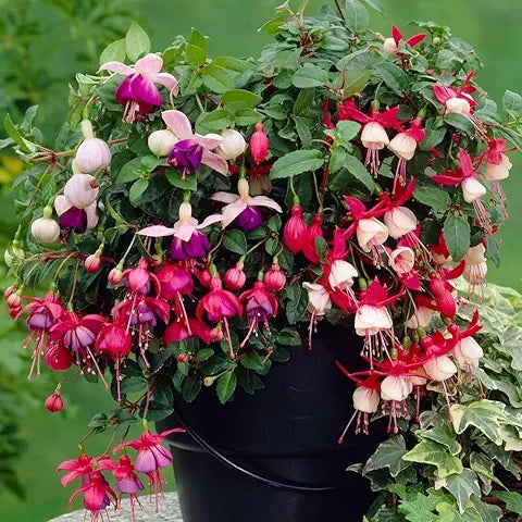 Fuchsia Flower - for planting in home garden